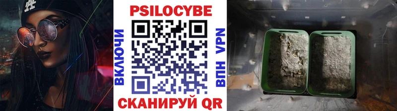Купить закладки Верхотурье Псилоцибиновые грибы Cubensis